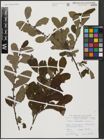 Foto von Salix aurita L.